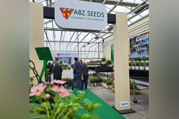 ABZ Seeds