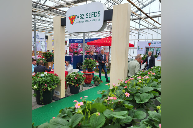 ABZ Seeds