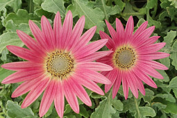 Jaldety Plant Propagation Nurseries - Arctotis Wine - From Jaldety