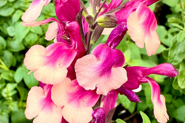 Jaldety Plant Propagation Nurseries - Salvia Melba Magic&reg; Cherry - From Jaldetyg