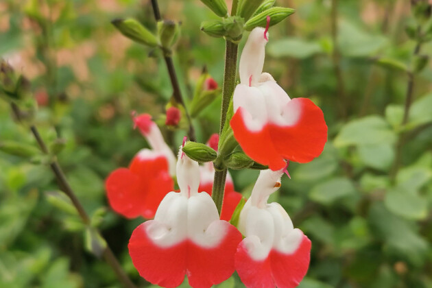 Jaldety Plant Propagation Nurseries - Salvia Hot Lips - From Jaldety