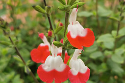 Jaldety Plant Propagation Nurseries - Salvia Hot Lips - From Jaldety