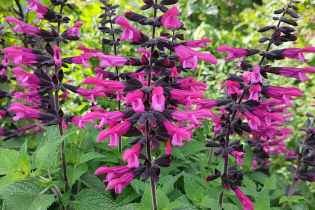Jaldety Plant Propagation Nurseries - Salvia Sunkiss&reg; Cranberry Crush - From Jaldety