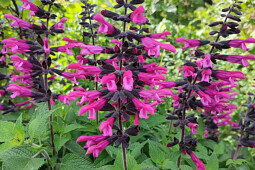 Jaldety Plant Propagation Nurseries - Salvia Sunkiss&reg; Cranberry Crush - From Jaldety