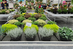 Jaldety Plant Propagation Nurseries - Color and Structure - From Jaldety