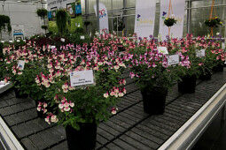 Jaldety Plant Propagation Nurseries - Salvia Melba Magic&reg;  - From Jaldety 