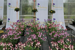 Jaldety Plant Propagation Nurseries - Salvia - From Jaldety