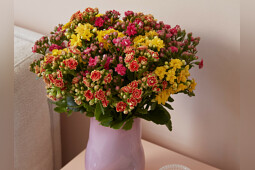 Queen&reg; Genetics - Queen&reg; Kalanchoe CutFlowers&trade;