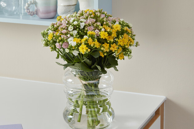 Queen&reg; Genetics - Kalanchoe CutFlowers&trade;