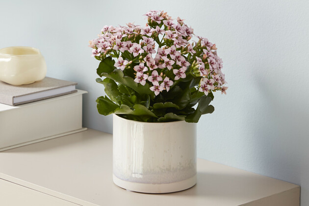 Queen&reg; Genetics -  Queen&reg; Kalanchoe