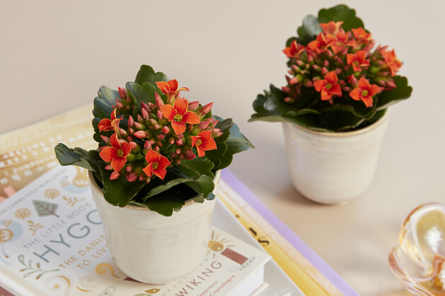 Queen&reg; Genetics -  Queen&reg; Kalanchoe
