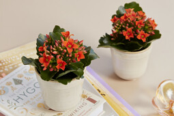 Queen&reg; Genetics -  Queen&reg; Kalanchoe