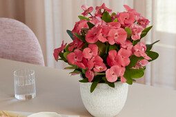 Queen&reg; Genetics - Queen&reg; Euphorbia Tiara&trade;