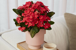 Queen&reg; Genetics - Queen&reg; Euphorbia Jewel&trade;