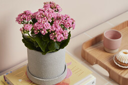 Queen&reg; Genetics -  Queen&reg; Kalanchoe