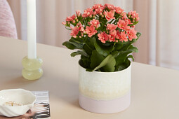 Queen&reg; Genetics -  Queen&reg; Kalanchoe