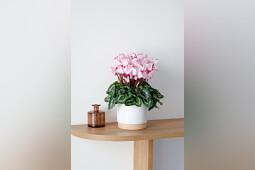 Morel Diffusion - 100334-absolu-sublima