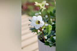 Morel Diffusion - SNOYA