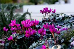 Morel Diffusion - ELIXIA