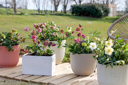 Morel Diffusion - Helleborus