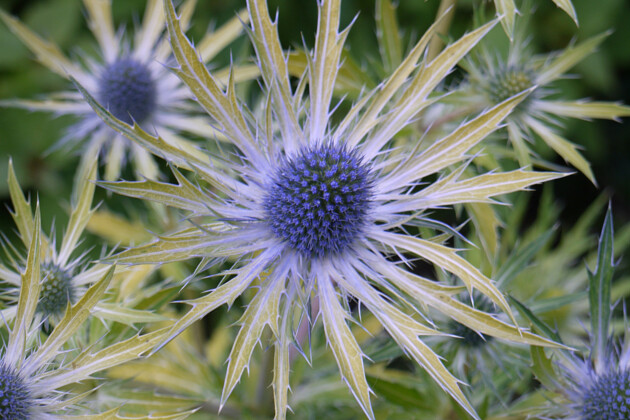 Plants for Europe - Eryngium zabelii Neptune's Gold
