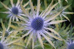 Plants for Europe - Eryngium zabelii Neptune's Gold