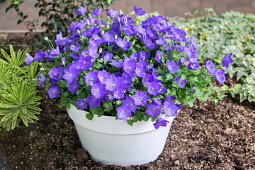 Schoneveld breeding - Campanula Saphira Elara F1