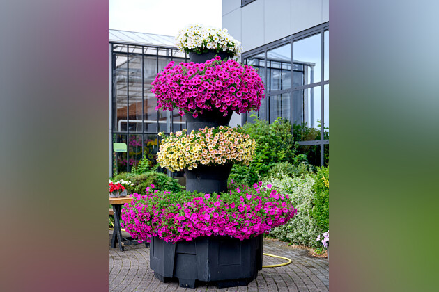 Sakata - xPetchoa BeautiCal&reg; flower towers