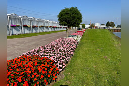 Sakata - SunPatiens&reg; planter