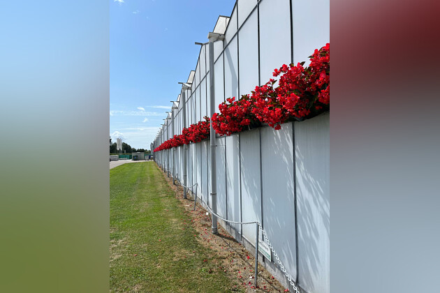 Sakata - Begonia Viking Explorer