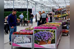 Sakata - Calibrachoa Calipetite&reg;