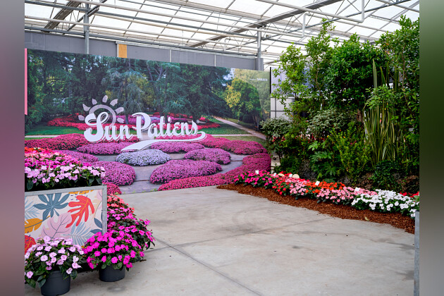 Sakata - SunPatiens&reg; series