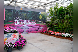 Sakata - SunPatiens&reg; series