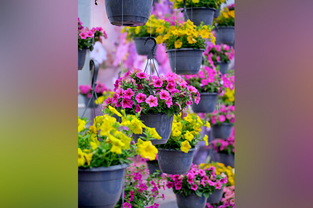 Sakata - xPetchoa BeautiCal&reg;