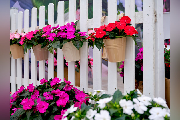 Sakata - SunPatiens&reg; Patio