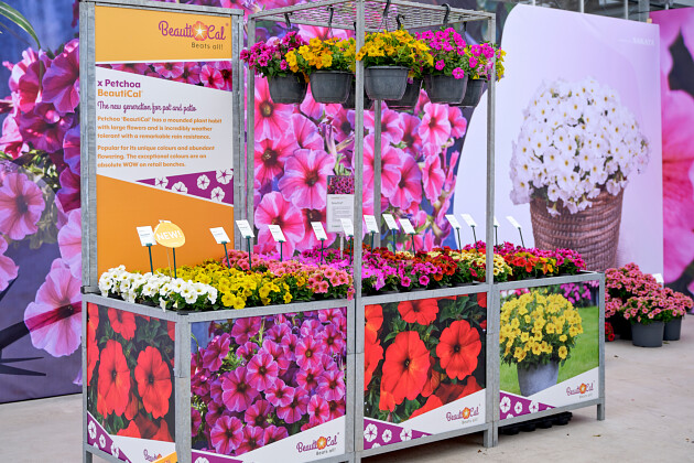 Sakata - Petchoa BeautiCal&reg;