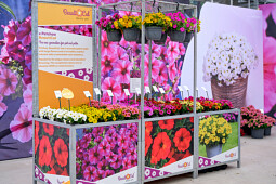 Sakata - Petchoa BeautiCal&reg;