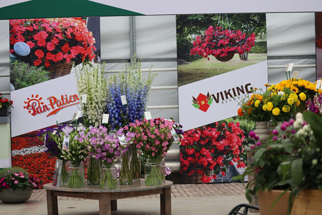 Sakata - Begonia Viking&reg;