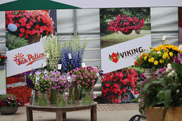 Sakata - Begonia Viking&reg;