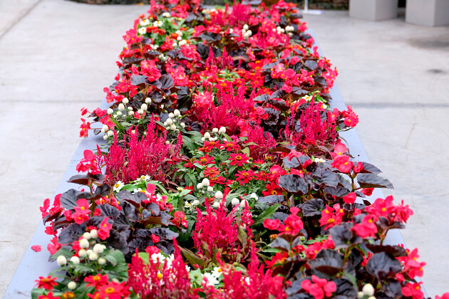 Sakata - landscaping with Begonia Viking&reg;, Zinnia Profusion&reg; & Gomphrena Ping Pong