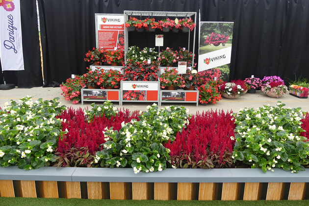 Sakata - Begonia Viking&reg; & Celosia Dragon's Breath