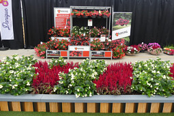 Sakata - Begonia Viking&reg; & Celosia Dragon's Breath
