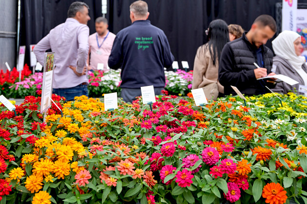 Sakata - Zinnia Profusion&reg;