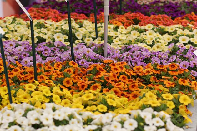 Sakata - Calibrachoa Calipetite&reg;