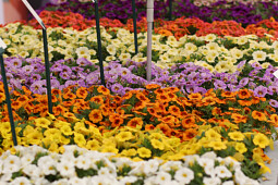 Sakata - Calibrachoa Calipetite&reg;