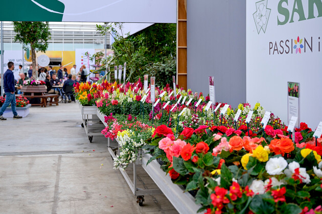 Sakata - seed series