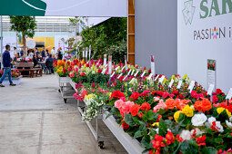 Sakata - seed series