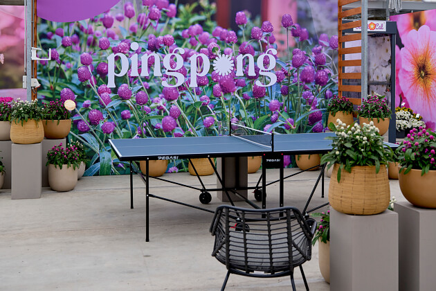 Sakata - Gomphrena Ping Pong