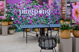 Sakata - Gomphrena Ping Pong