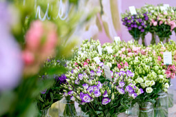 Sakata - Lisianthus series